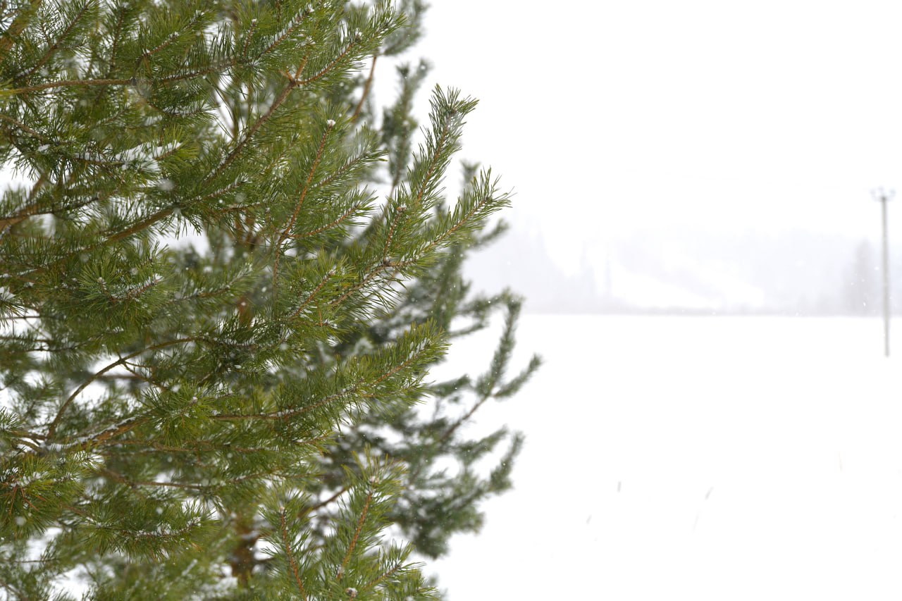 Вежливость города берёт. Погода 27 февраля: