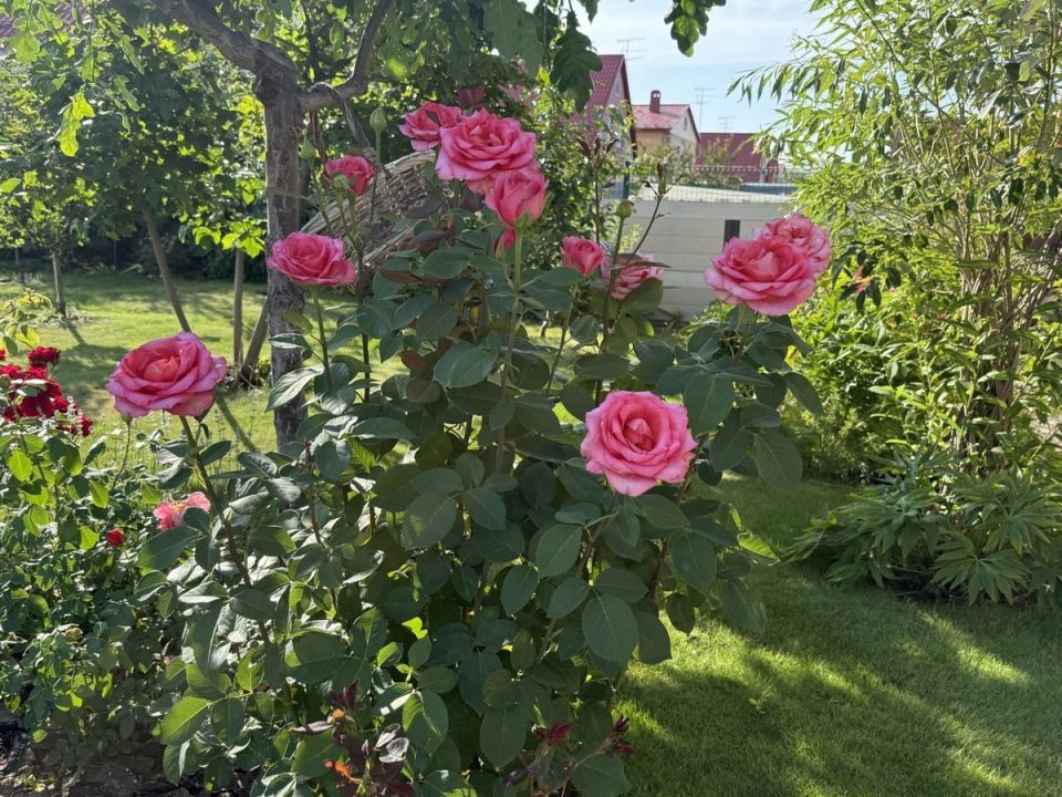 ������ � ����: ��� ������ ���� � ������� � ���������