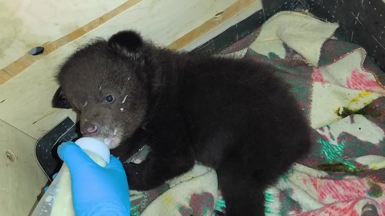 В Приморском крае застрелили медведицу в берлоге