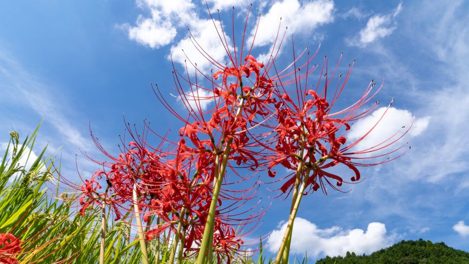 �������: ������� ����� �� ������������ ������� � ��� ���������� ��������