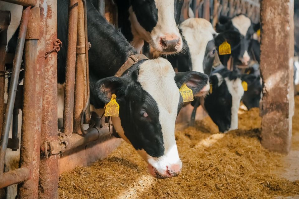 ������������ ������������ ����������� ��������