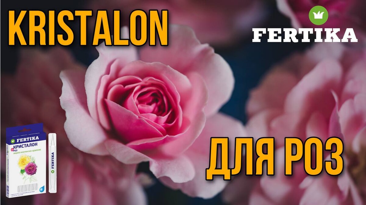 Как ухаживать за комнатными кустовыми розами