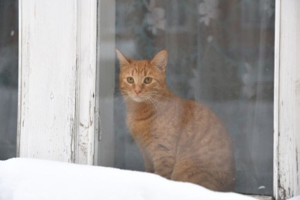 ����� �������� � �����������