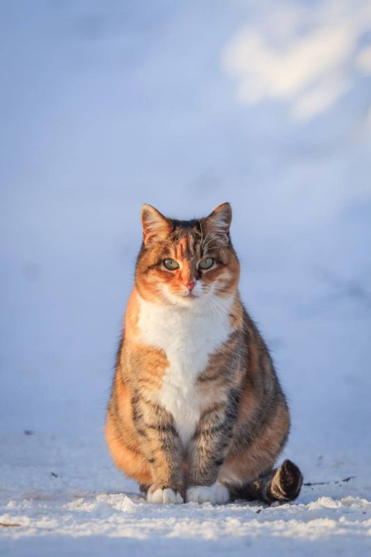 1 марта — День кошек в России