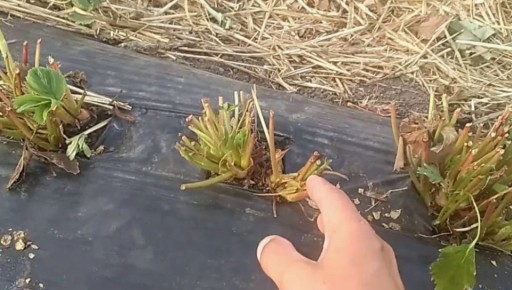 ������� ����� �� ��������� � �������: ����������� ������� � ������������ ��������