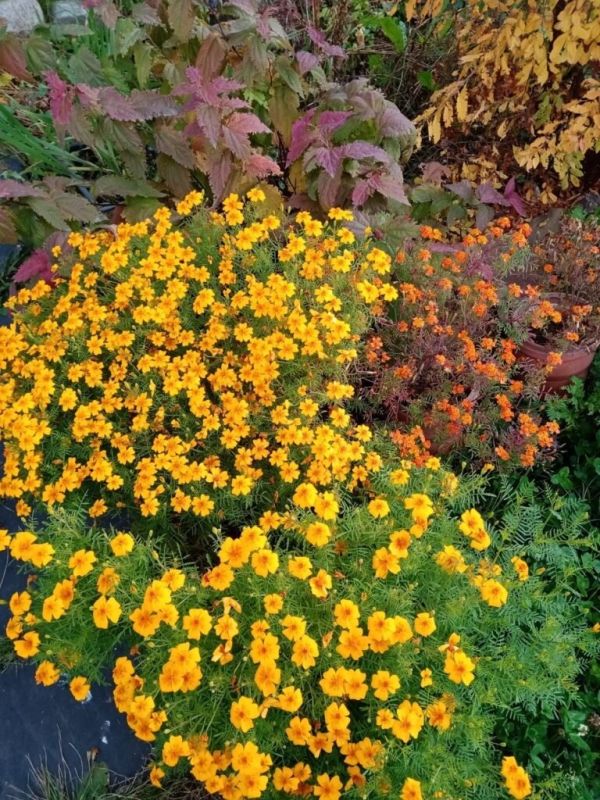 ������ �������� ������ ������� ������ ��������