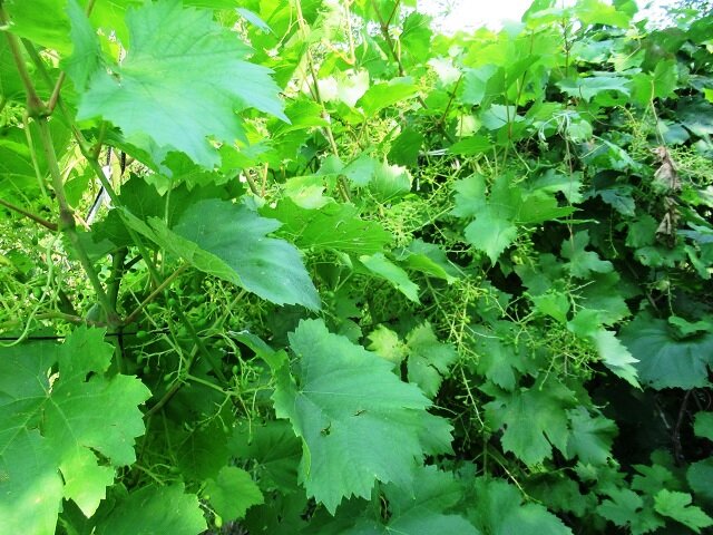 Уход за виноградом в середине лета: советы по борьбе с заболеваниями и лучшие сорта