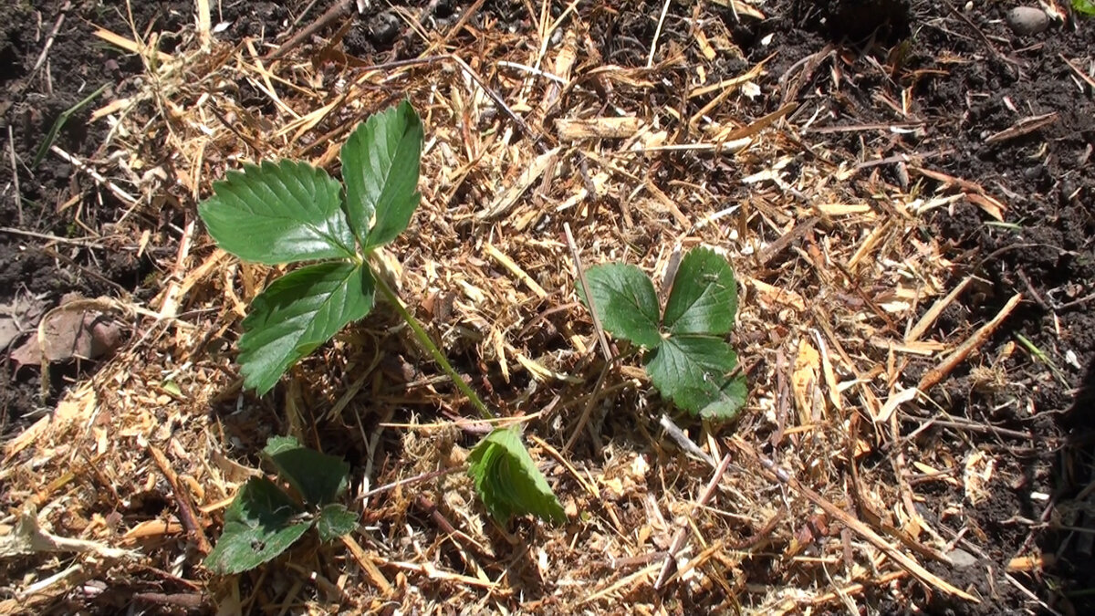Клубничные грядки ранней весной: секреты успешной обработки и подкормки
