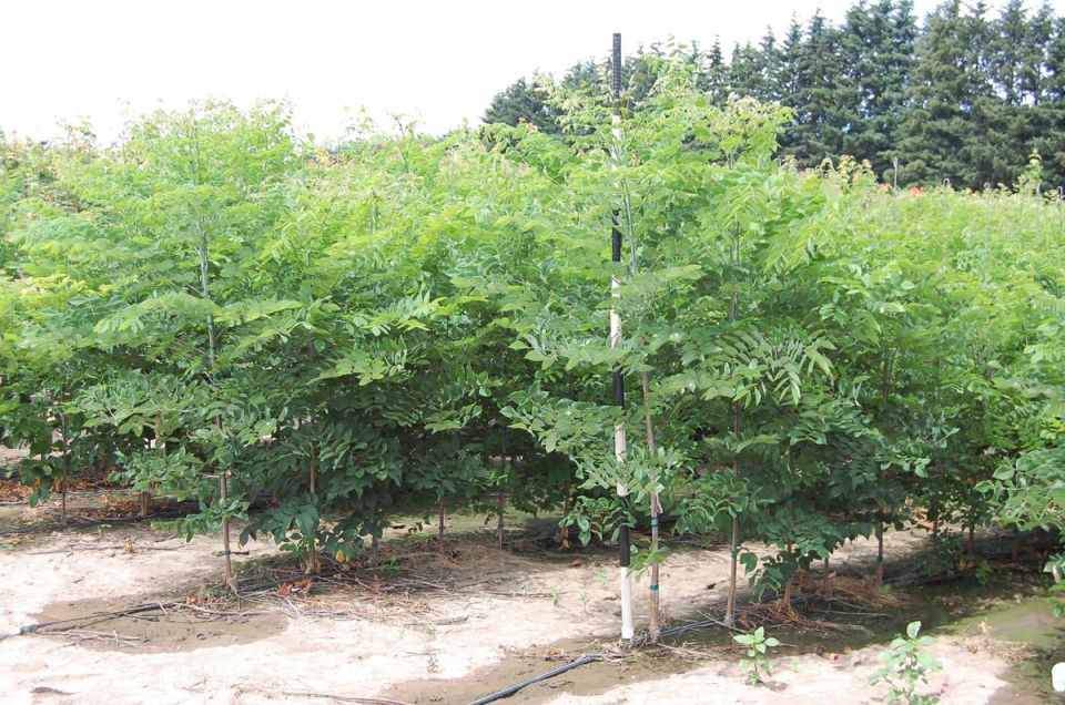 �����������: ��� �������� ���������� ������������ ����