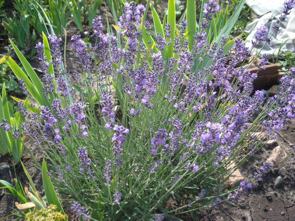 ������� � �������� ������ � ������