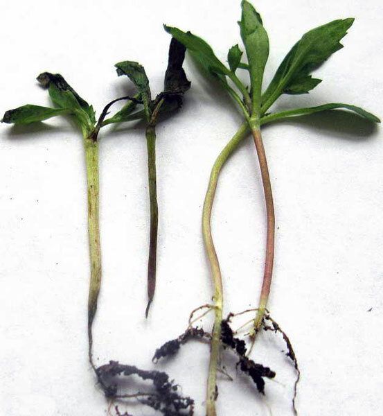 ����������� ������ ������ � ������ ������ �� ������� �������