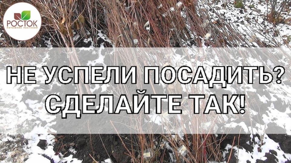 ��� ��������� ��������� ������� ������ ��� �������� �������