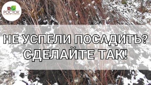 Как правильно прикопать саженцы осенью для успешной зимовки