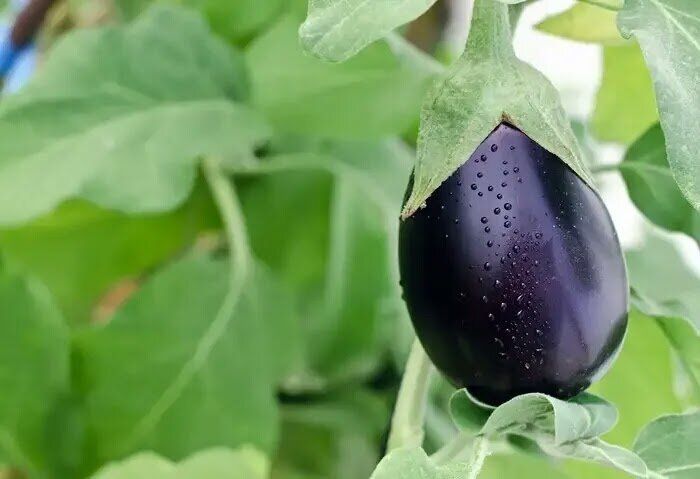 ��� �������� ������ ��� ����������� ������� ����������: �������� ������ ��� ���������