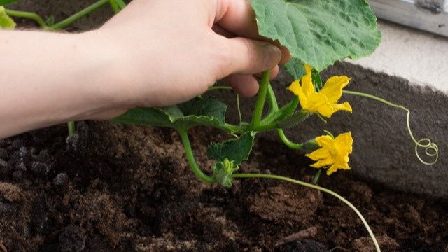 ������� �������� ��������� �������: �� �������� �� ���������