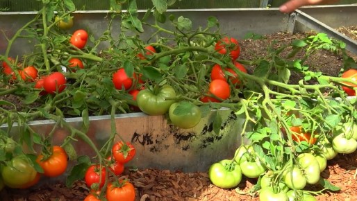 ��� �������������� ������� �������� ������ ���������: ������������ ����������