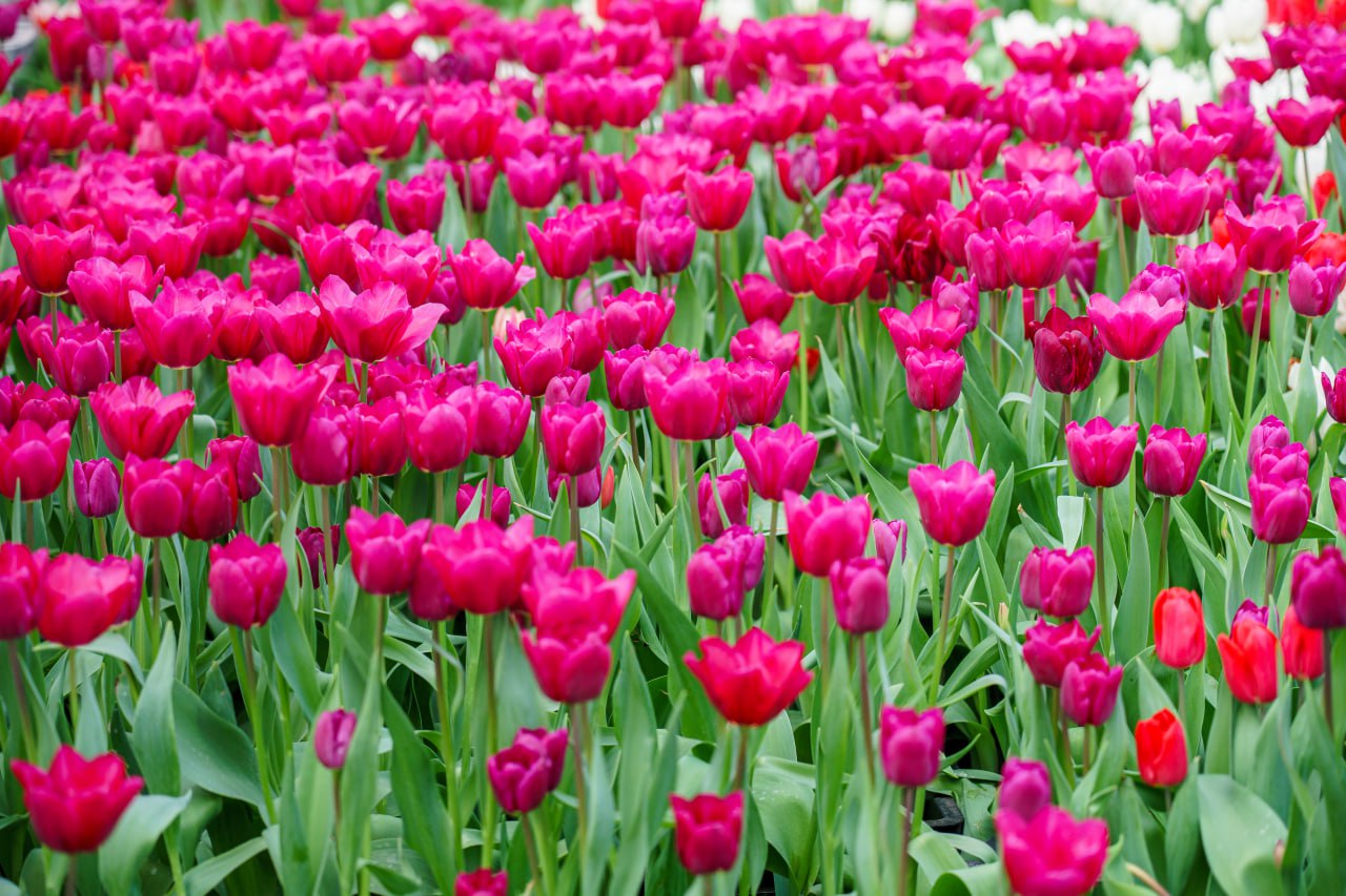 Более 67 млн цветов вырастили в Подмосковье за год Более 67 млн цветов вырастили в Подмосковье за год