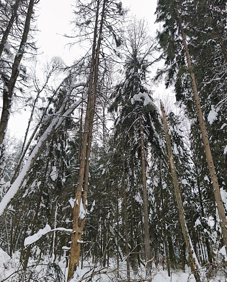 В лесах Городского округа Коломна в 2026 году сплошные санитарные рубки запланированы более чем на 12 гектарах