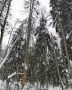 В лесах Городского округа Коломна в 2026 году сплошные санитарные рубки запланированы более чем на 12 гектарах