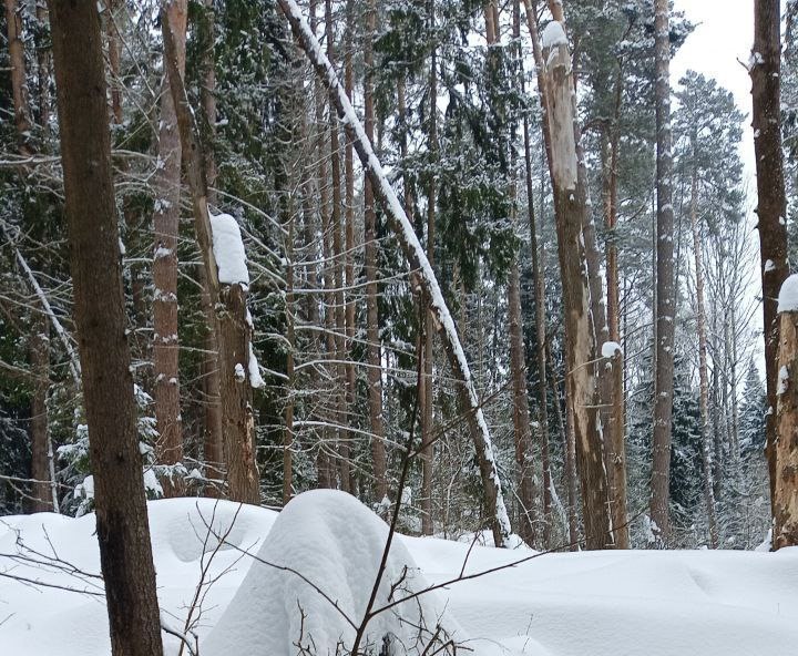 В лесах Городского округа Коломна в 2026 году сплошные санитарные рубки запланированы более чем на 12 гектарах В лесах Городского округа Коломна в 2026 году сплошные санитарные рубки запланированы более чем на 12 гектарах