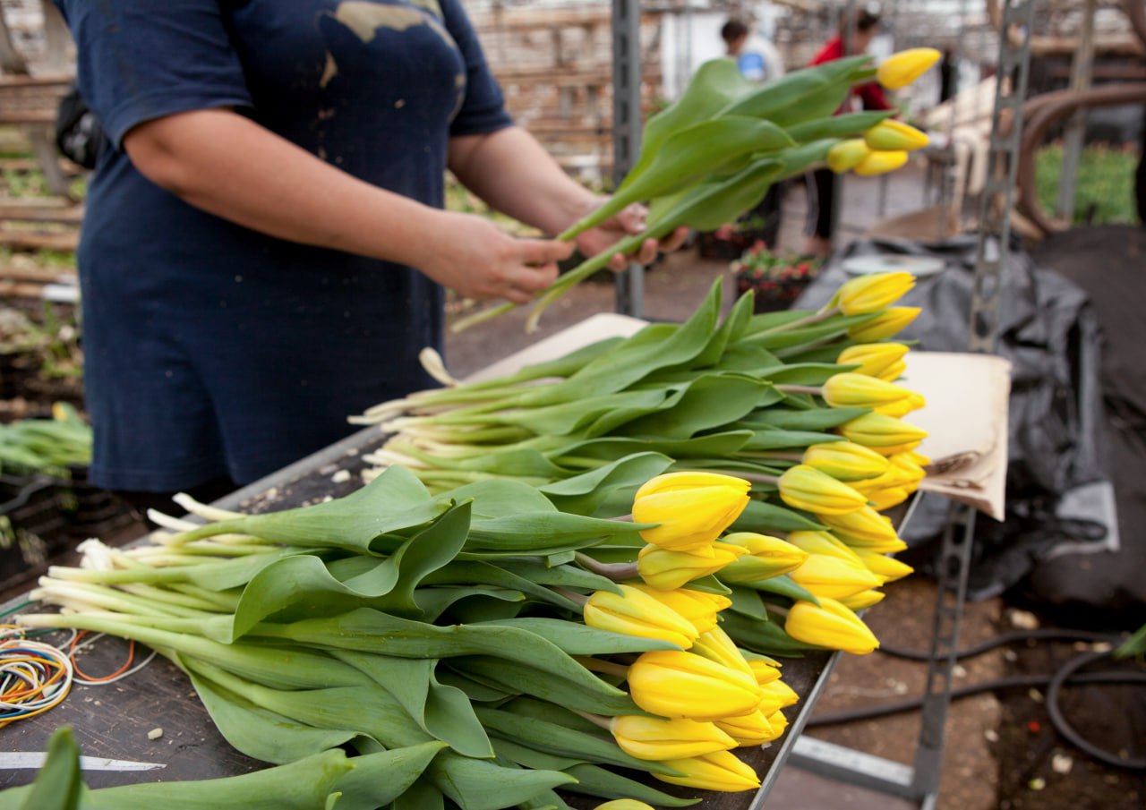 Более 67 млн цветов вырастили в Подмосковье за год Более 67 млн цветов вырастили в Подмосковье за год