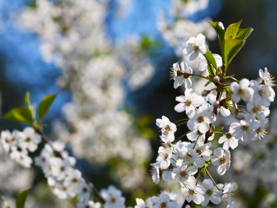 ������� �������� ������� �����: ��� �������� ��������� ������