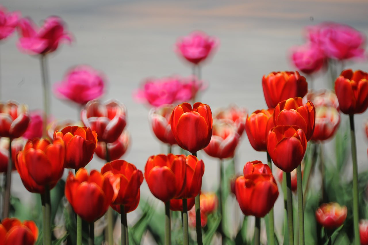 Более 67 млн цветов вырастили в Подмосковье за год Более 67 млн цветов вырастили в Подмосковье за год