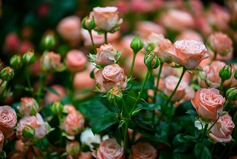 46 ������������ ������� ������� � ����������� 8 �����