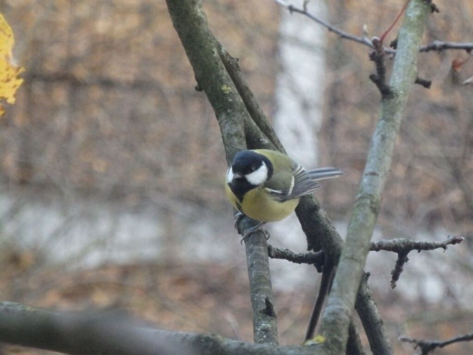 ������ � ����� ����