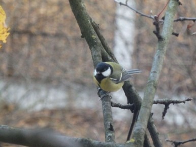 ������ � ����� ����