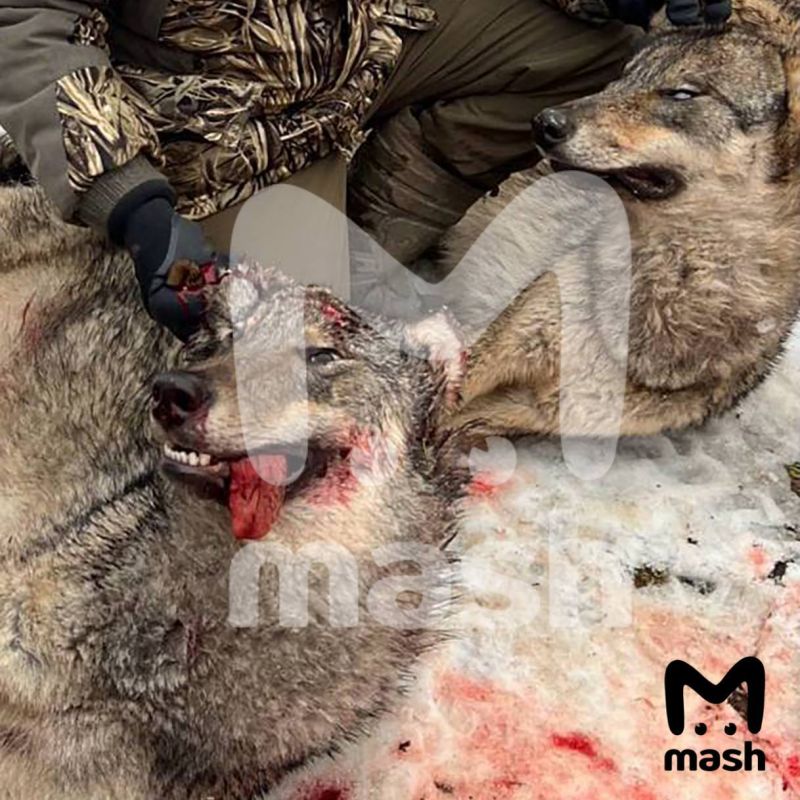 ����� ������, ��������� � ����� � �����������, �� ���� ������� � 4,5 ���� � � 30 �� 130 ������, �������� Mash