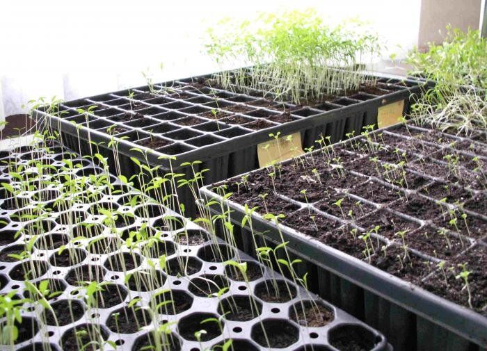 ��� ��������� ���������� ������� ��������: ������ � ������������