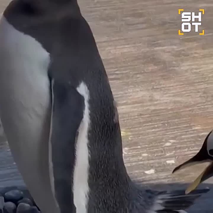 � ��������� �������� ���������: � ������������ ������� �������� ������� �������, ������� �������� ��������� ������ ����� ������