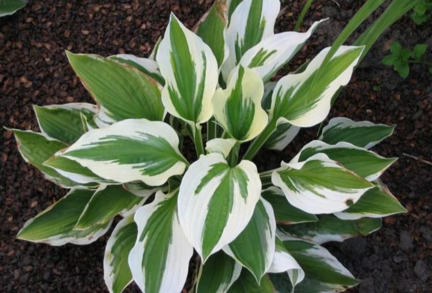 ��� � ������: �����, ������� � ������ �� ����������