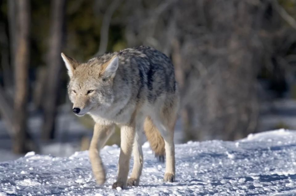 ����� ����� ������ ������������