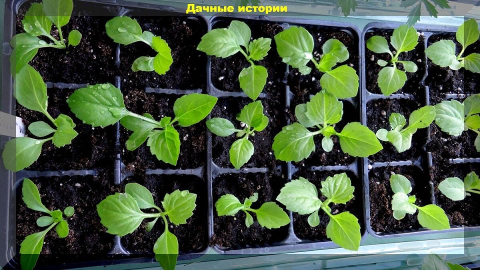 ��� ��������� �����: ������� �������� ������� � ������� ��������