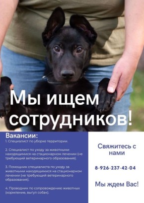 Ногинский муниципальный приют для животных в свою команду ищет ответственных, добросовестных, аккуратных и трудолюбивых, без вредных привычек, а главное любящих животных людей!