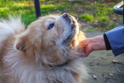 ������� ������ �������� ��������