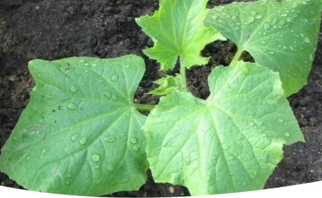 Как правильно вырастить рассаду огурцов: ключевые советы по уходу и посеву