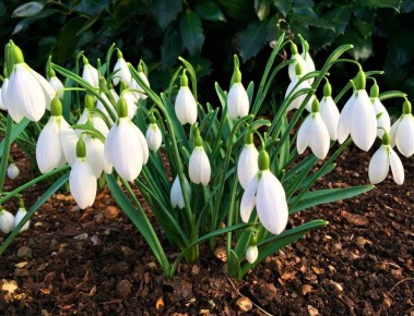 Первые цветы весны: 25 первоцветов для вашего сада