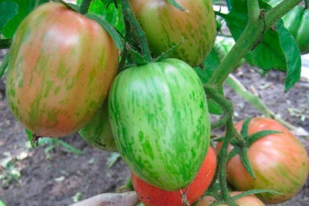 Томат Дон Жуан: Устойчивый к непогоде и вкусный