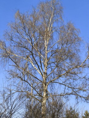 ��������� �� ������ ������, �� � ������