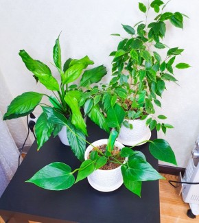 ��� ��������� ������� � ����� �������� � ���� ����� ������ ������������