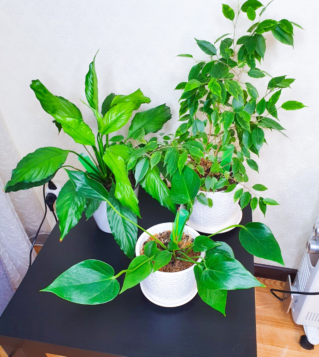 Как удобрение вернуло к жизни антуриум и дало новые ростки спатифиллума