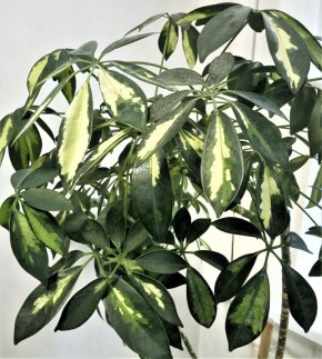 �������� �����������: ������� ����� �� ������������ ����������� ����������