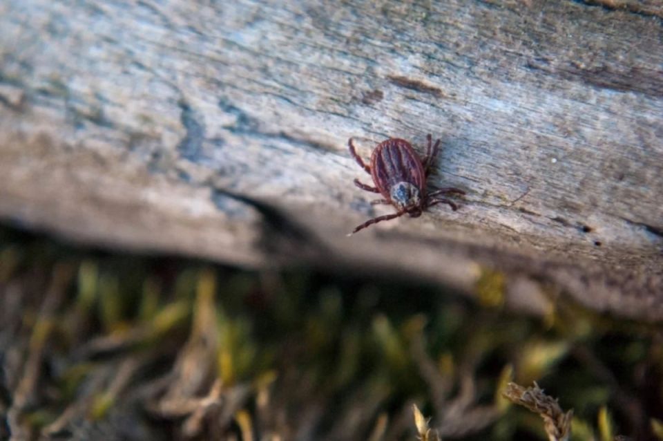 ����������� � ������� �����-������� �������� �� ��� ������