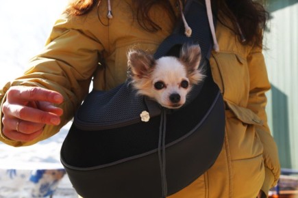 ��� ���������� �������� ���������� ������ �������� ������-����������� �������� ��������