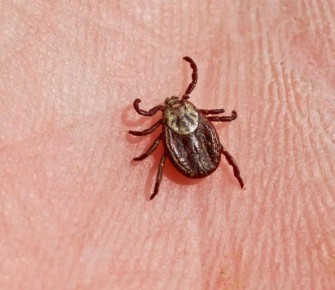 ����� ���������� ������ ������� � �����������, ������������ � ����������� �������