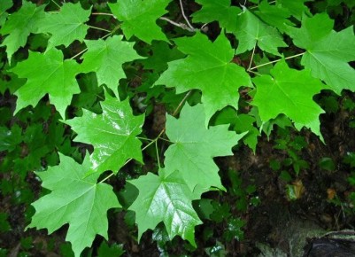 Как избавиться от нежелательного клёна: проверенные методы и советы