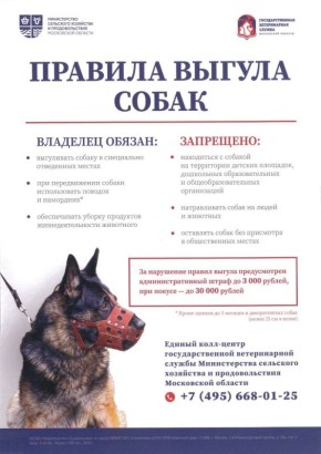 Специально для владельцев собак публикуем правила выгула питомцев